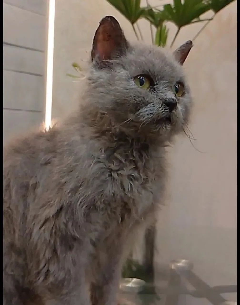 Selkirk Rex  - Foto 2