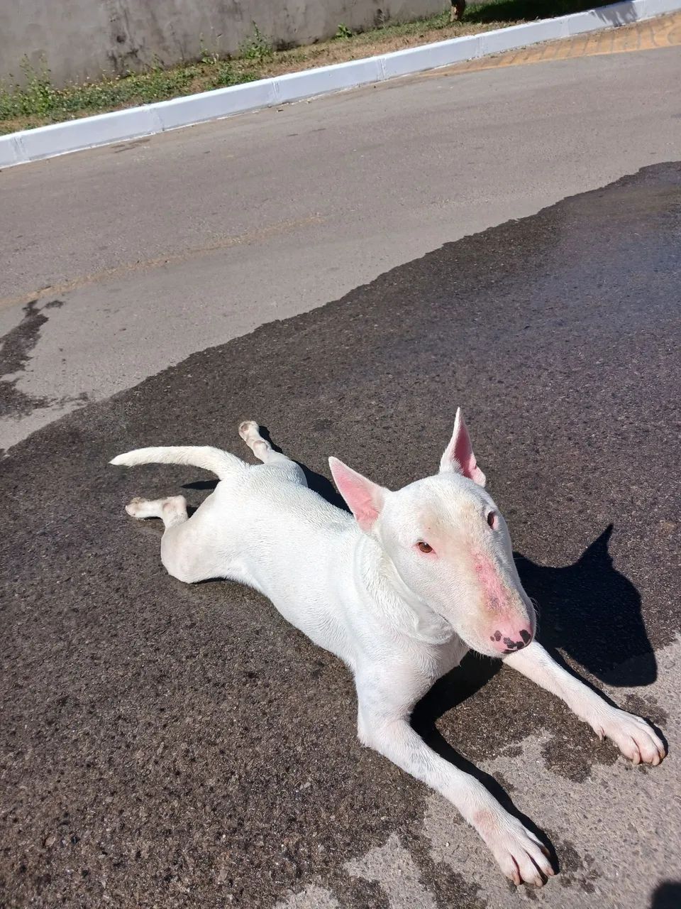 Bull terrier macho - Foto 4