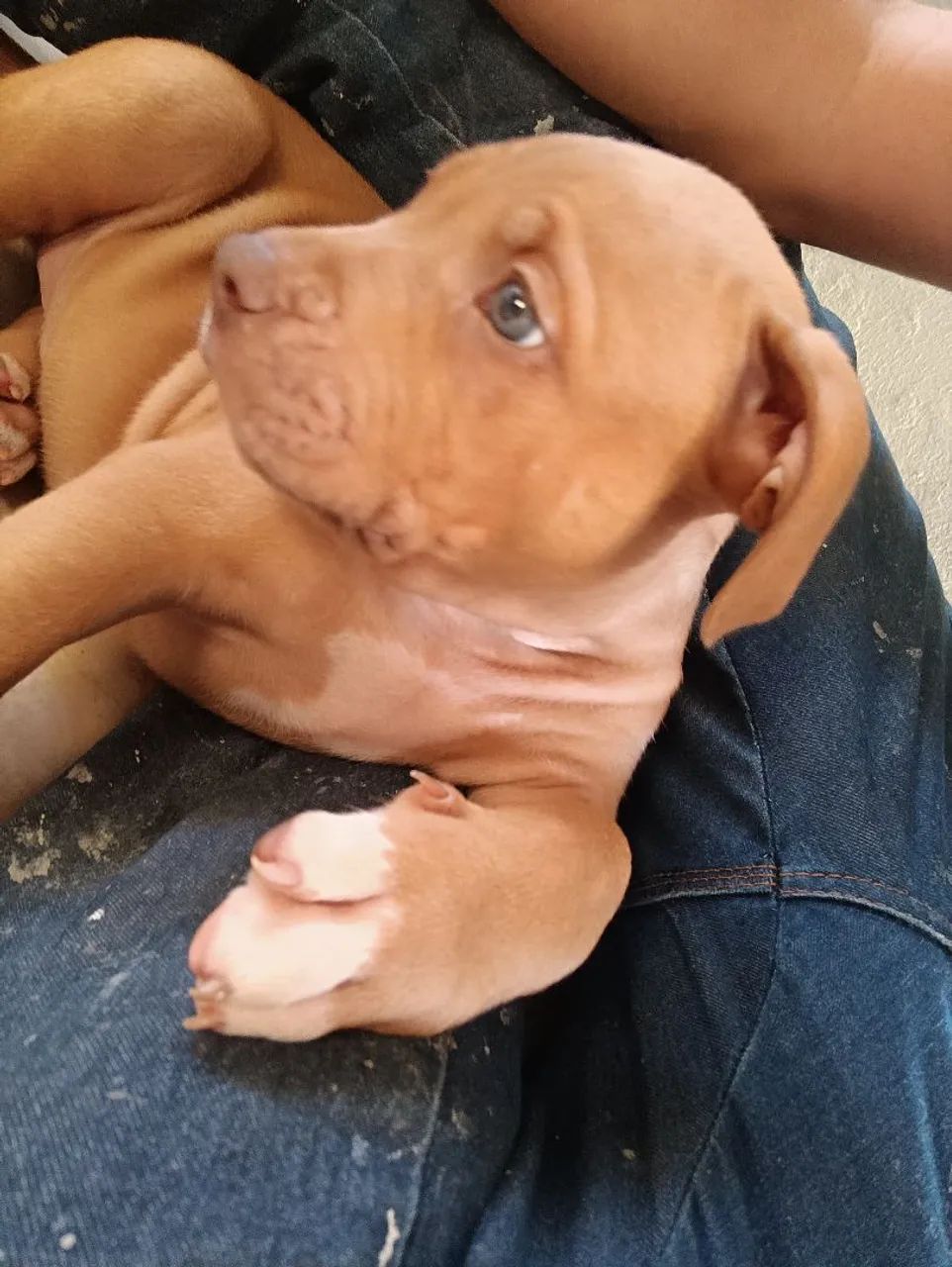 Cachorro - Foto 2