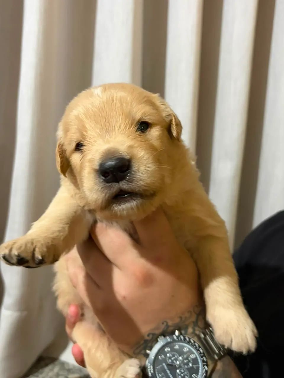 Golden Retriever  - Foto 4