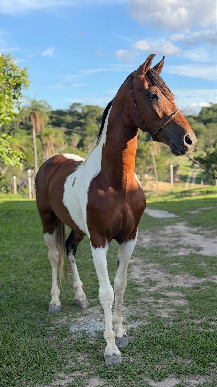 Cavalo Garanhão Pampa Homozigoto 
