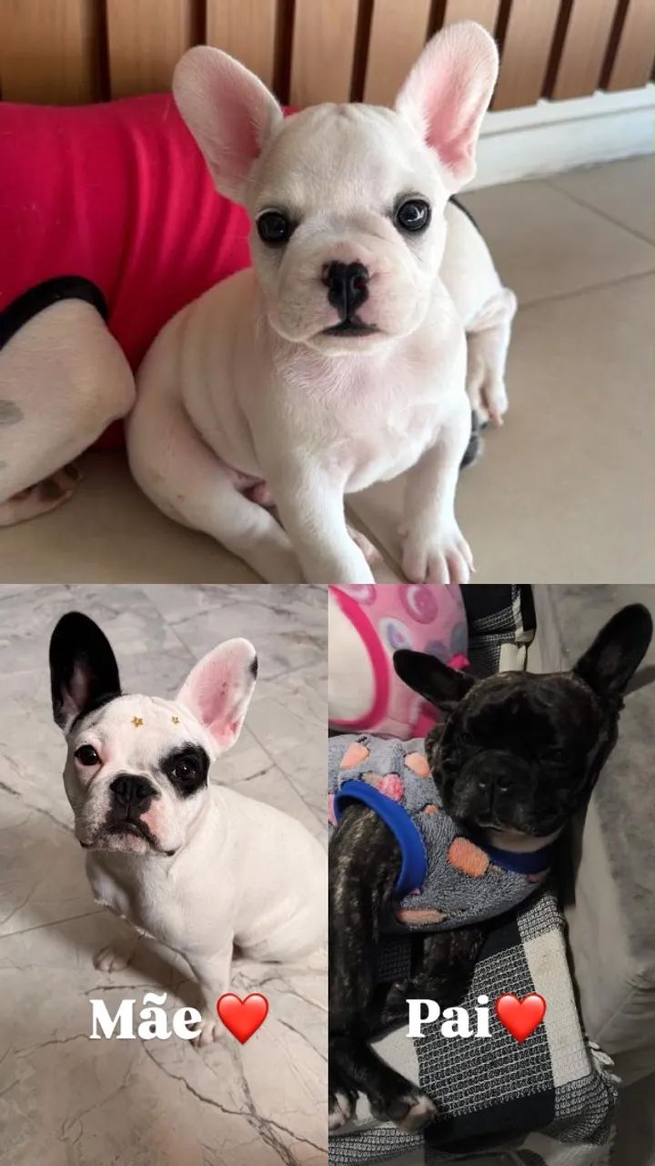 Buldogue francês  - Foto 2
