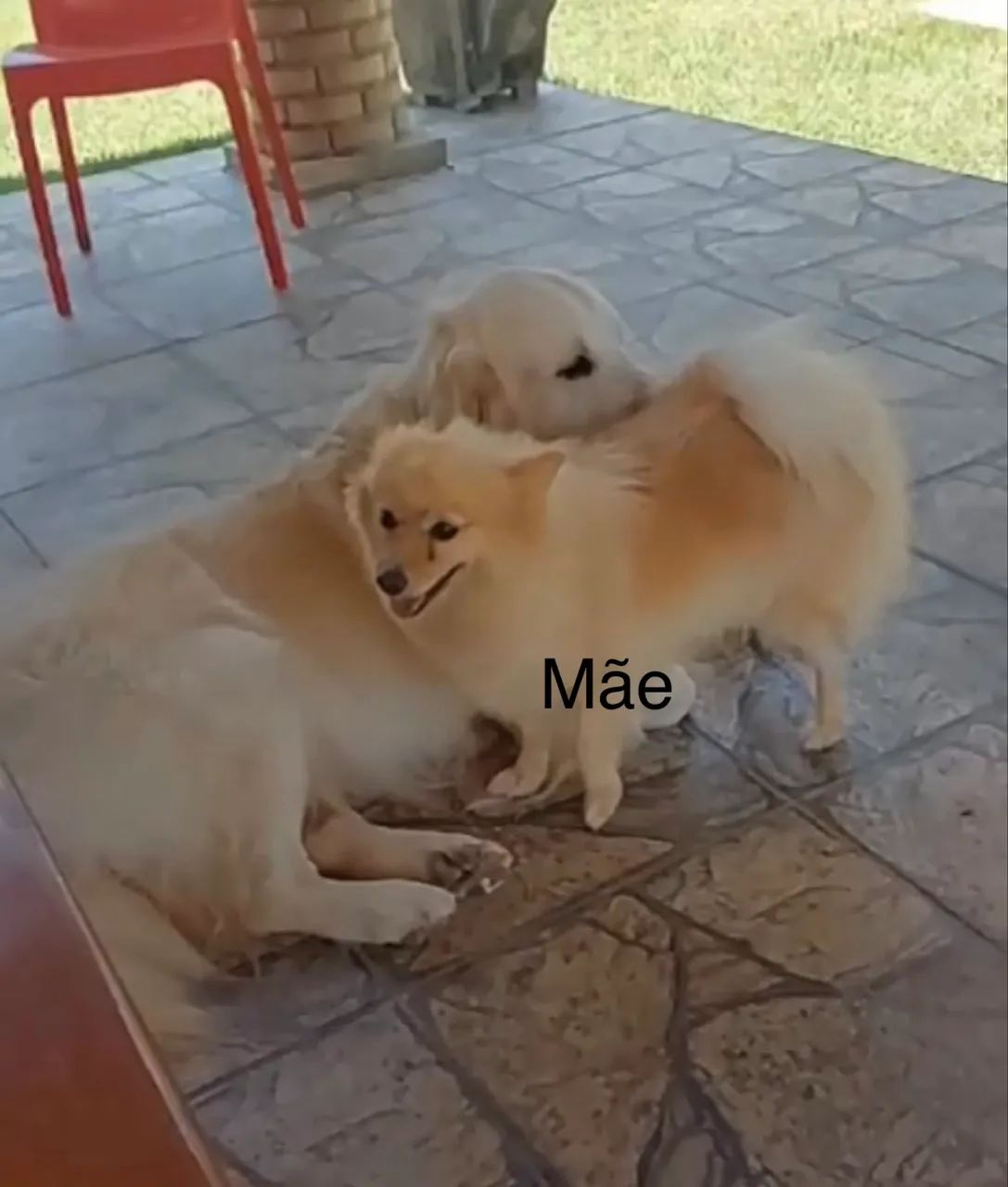 Filhote de Spitz Alemão tipo raposinha - Foto 5