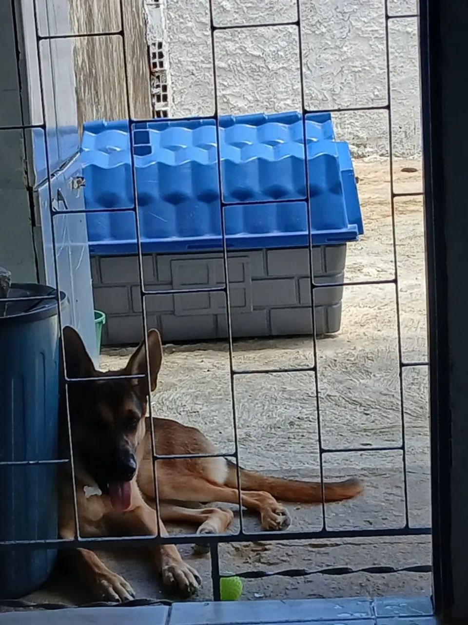 VENDENDO CACHORRO PASTOR ALEMÃO  - Foto 2