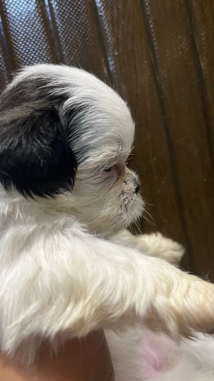 Cachorros Shi Tzu  - Foto 4