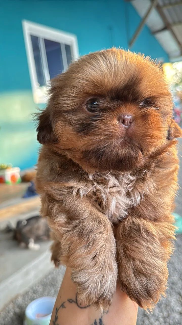 Shihtzus bebês 
