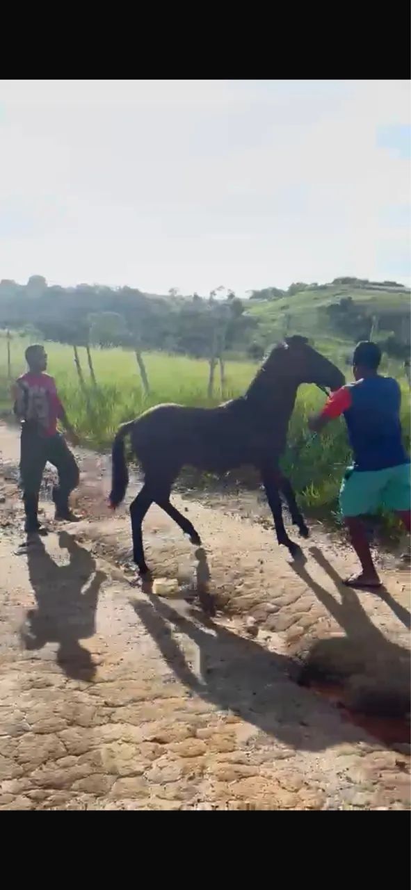 Potro mangalarga  - Foto 4