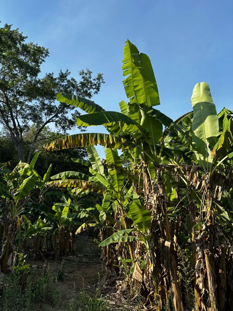 Chácara a venda  - Foto 2