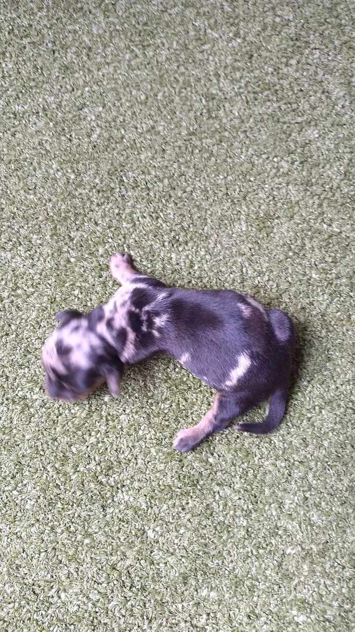 Filhotes dachshund mini para reserva - Foto 4