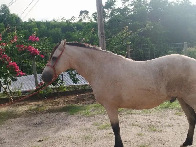 Cavalo 