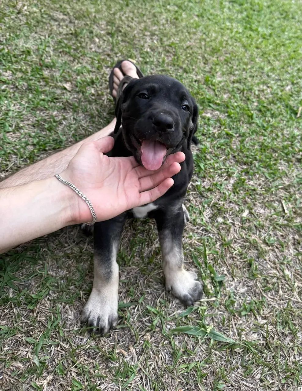 Filhotes Cane Corso