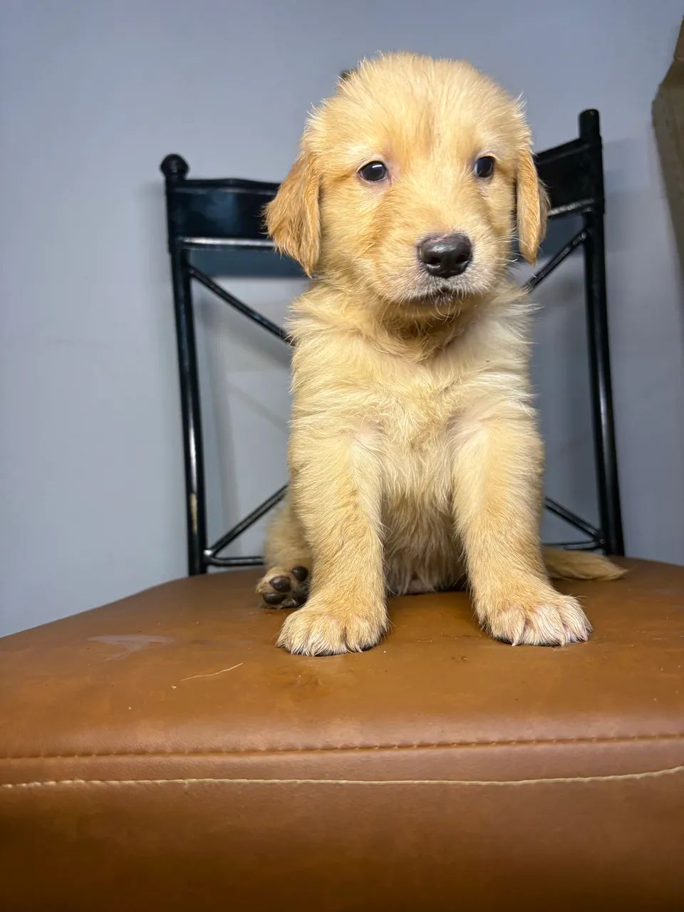 Golden Retriever  - Foto 3