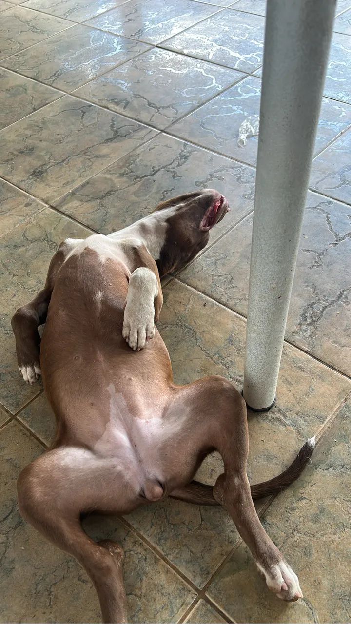 Cachorro pit bul - Foto 3