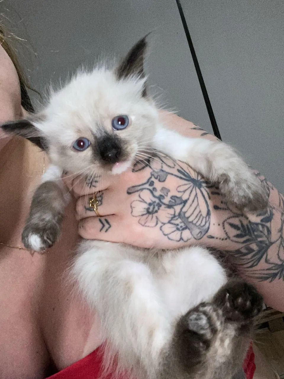 Gatinhas para adoção responsável 