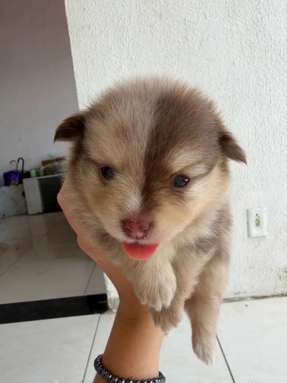 Spitz 