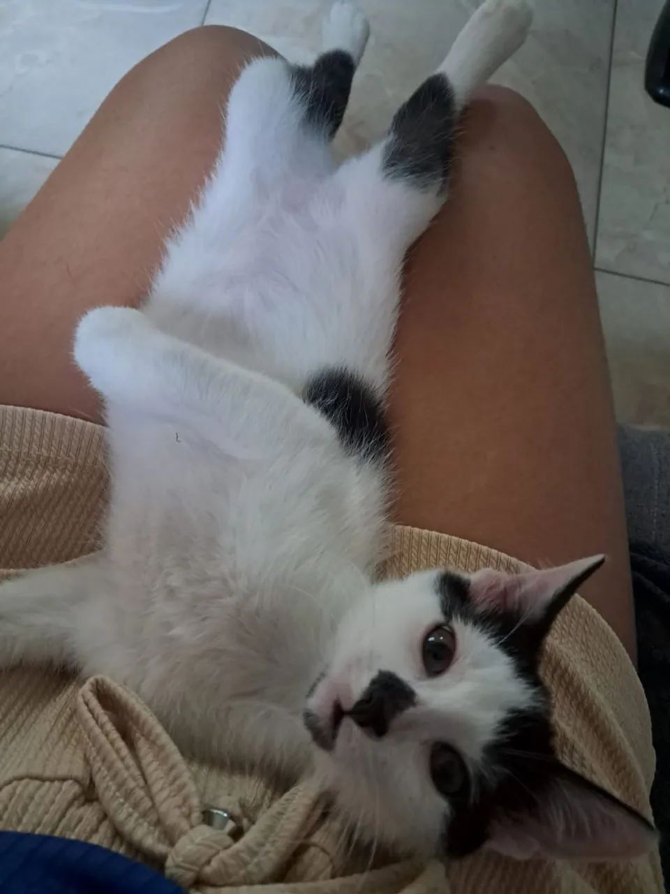 Gatinhos para adoção responsável, doação  - Foto 6