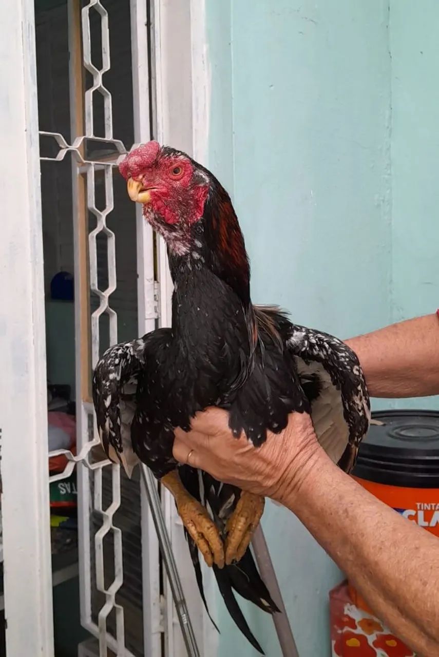 Frango índio bico curto 350,00 pintando  - Foto 3