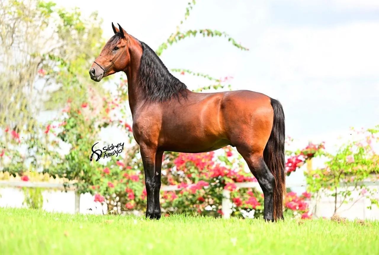 Cavalo mangalarga registrado de batida