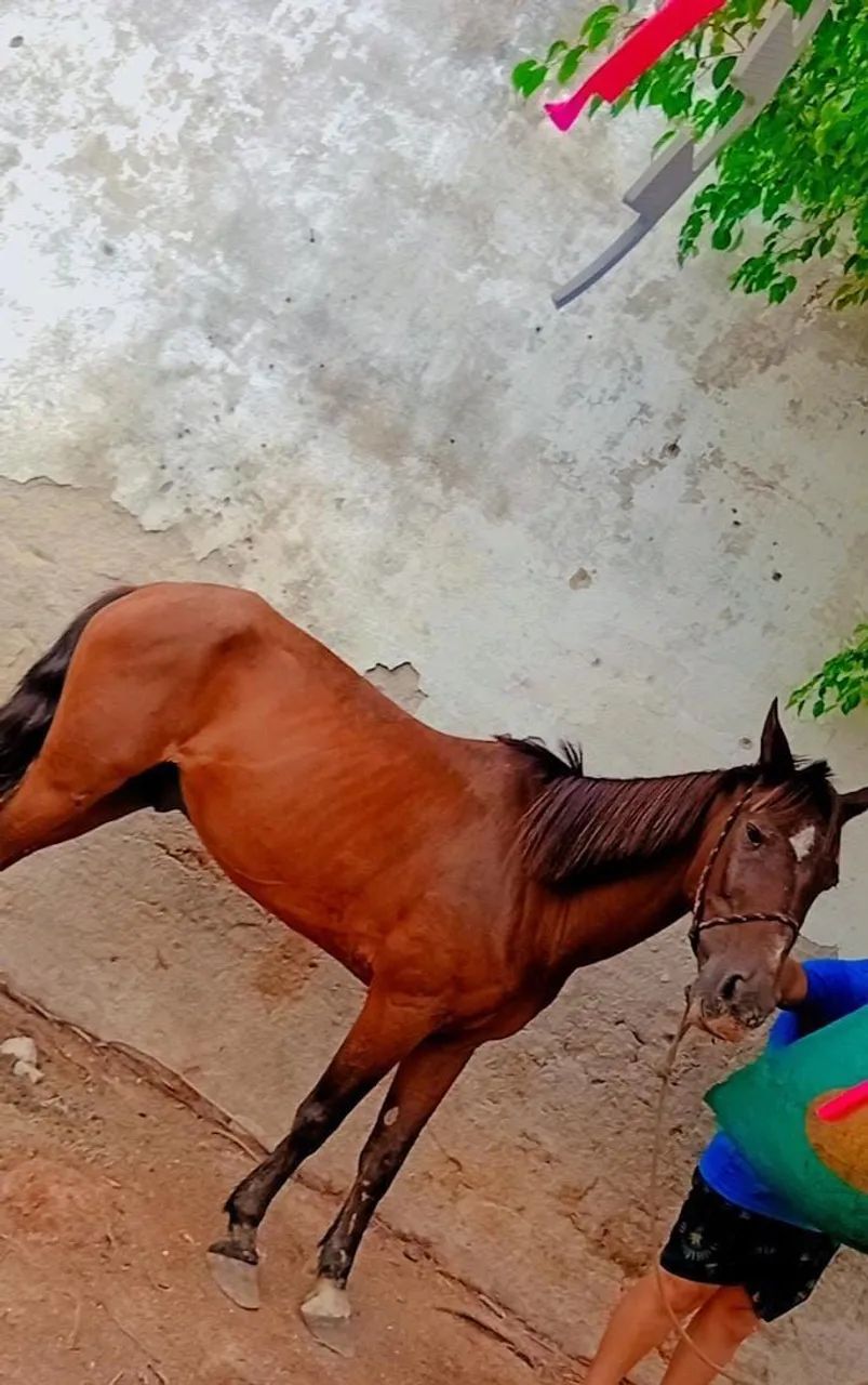 Cavalo ?  bom prá  passear correr 