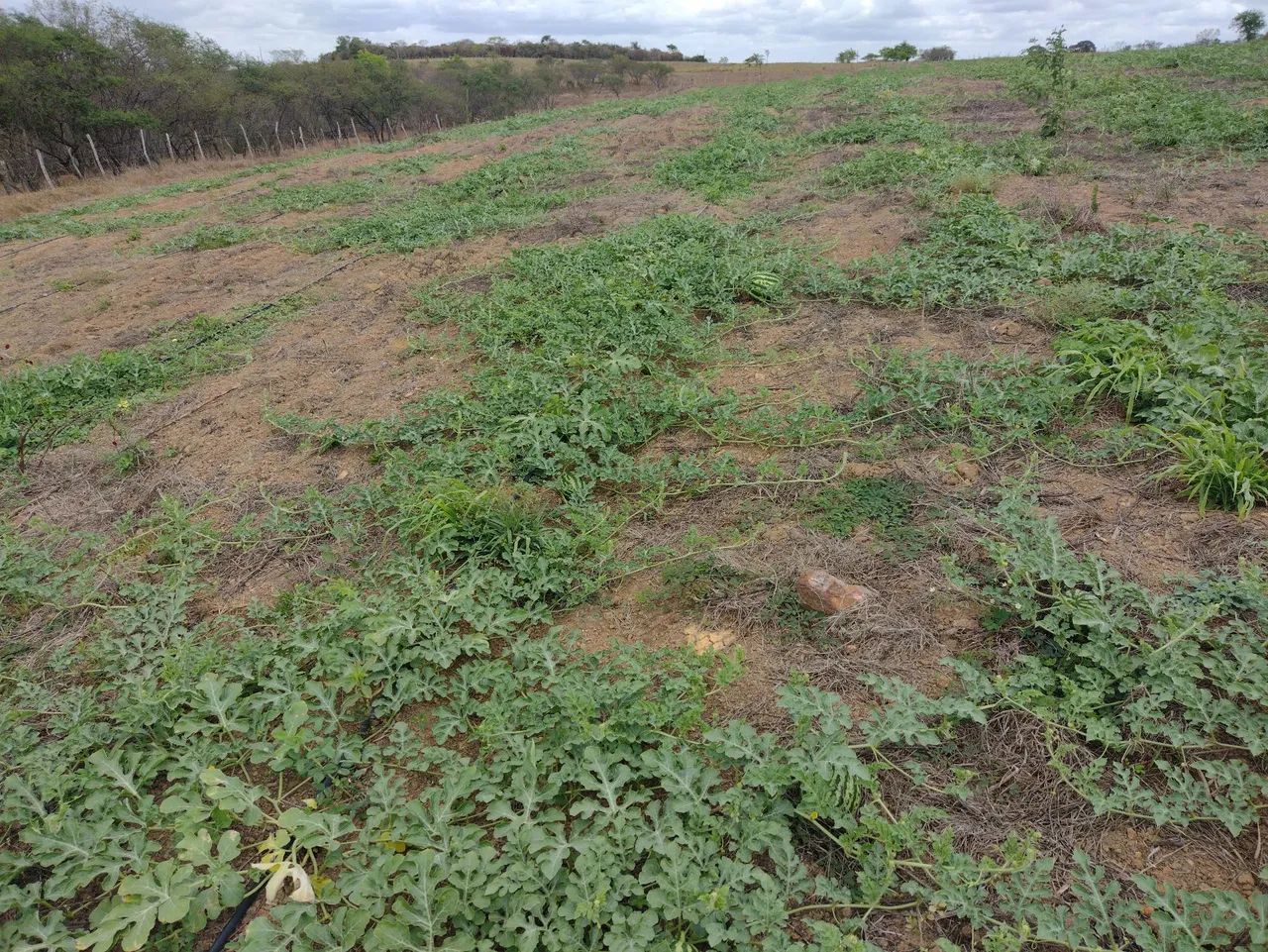 Vendo terreno em Ribeirópolis - SE - Foto 3