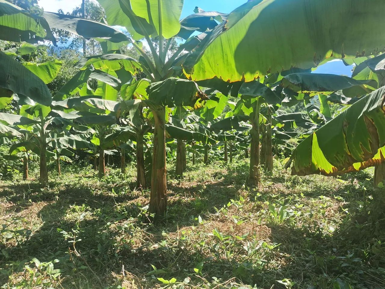 Mudas de banana BRS terra anã  - Foto 4