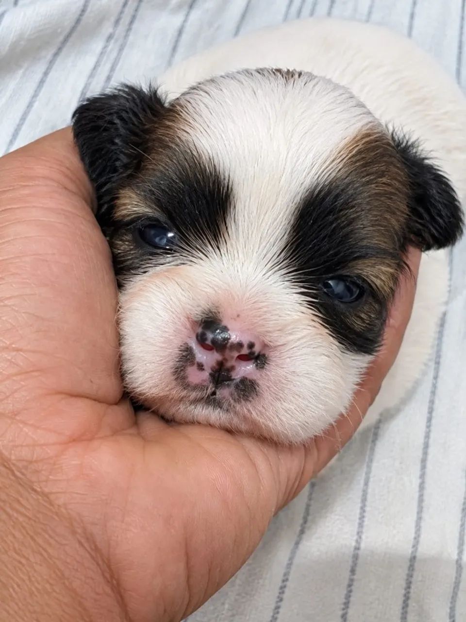 Cachorros  shitzu  - Foto 4