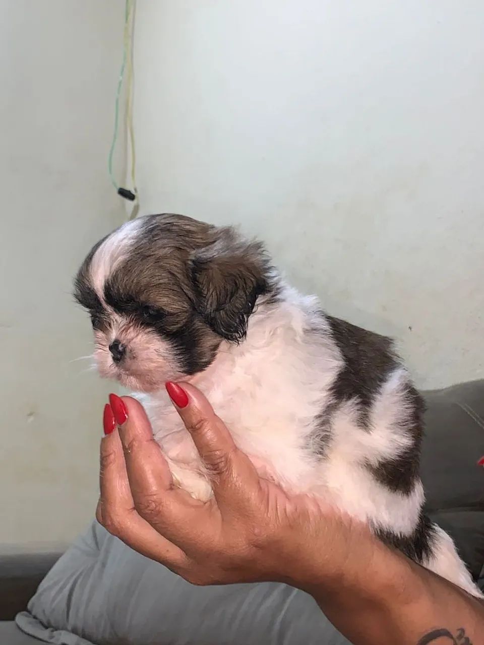 Shihtzu minibebelo  - Foto 3