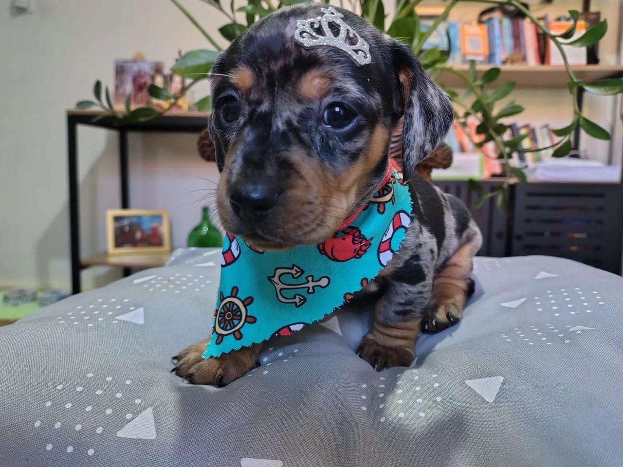Daschund mini 