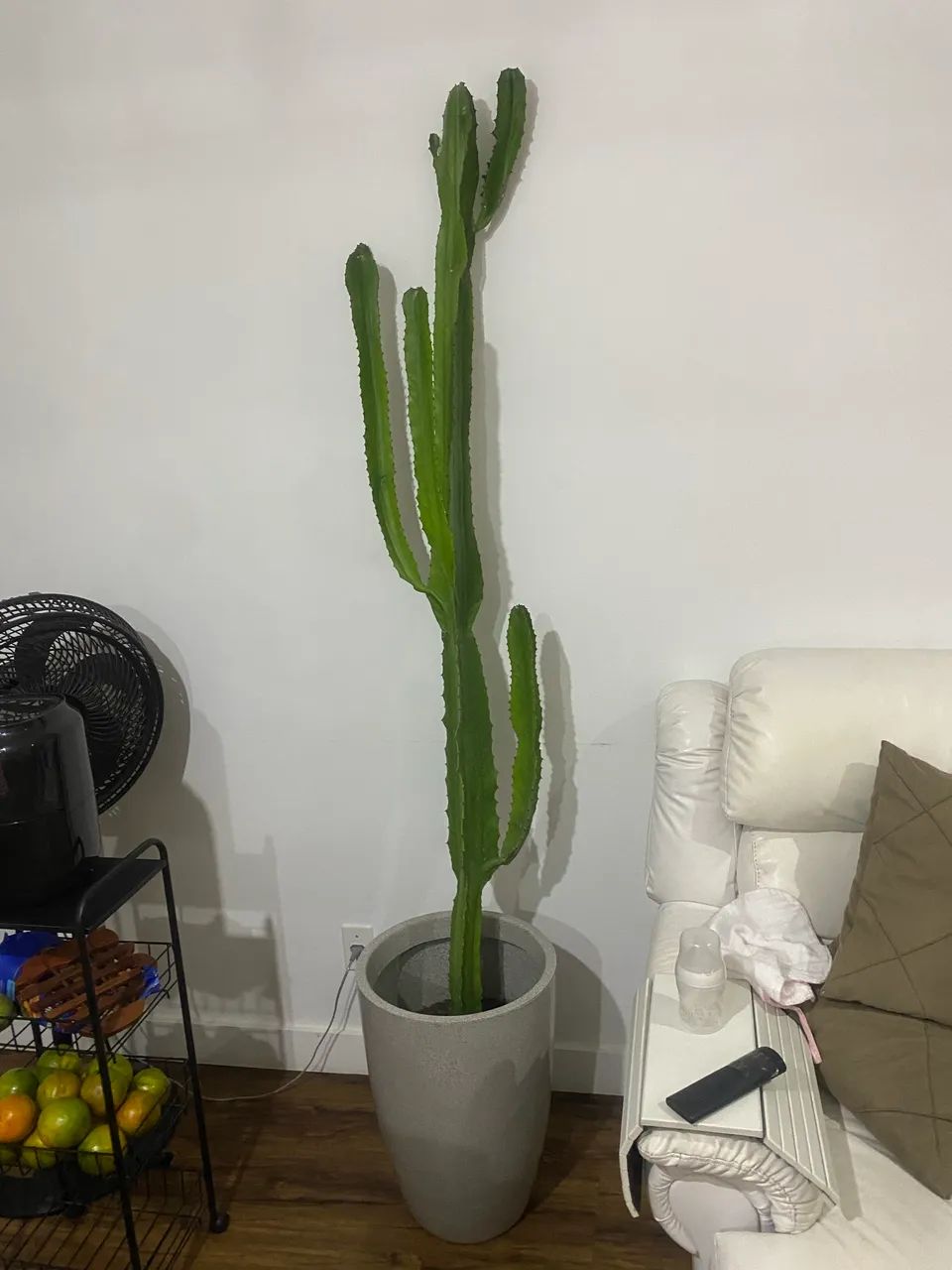 Cacto natural com vaso