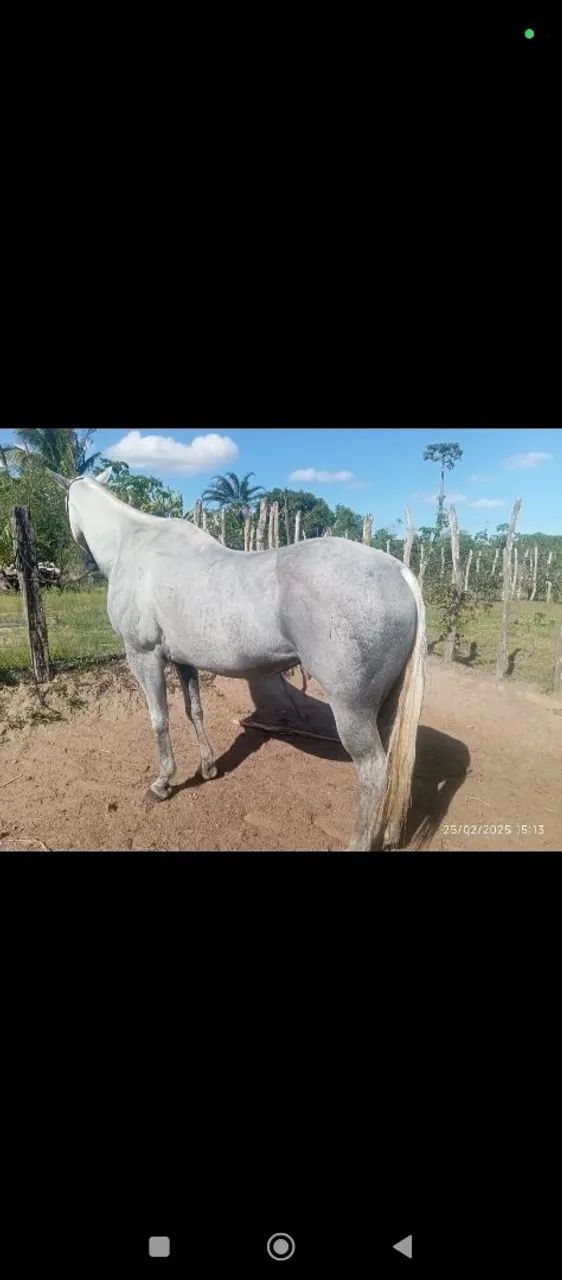 Égua de direita  - Foto 2