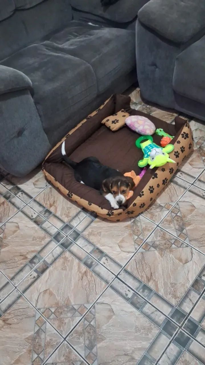 Vendo Beagle  - Foto 4