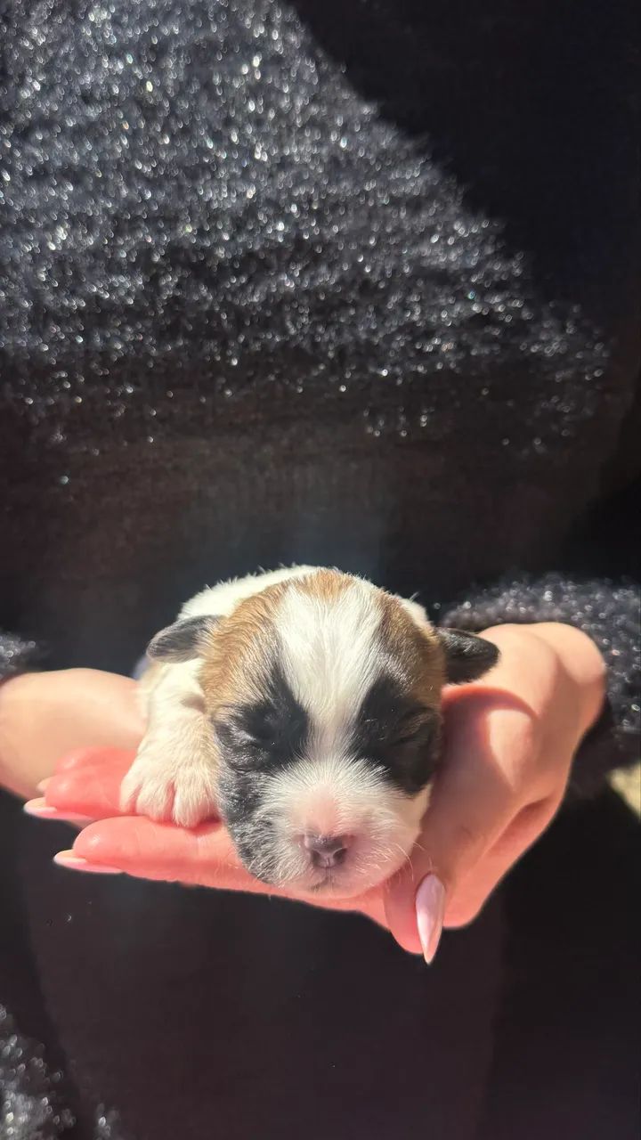 Filhotes de Shih Tzu a venda!!! - Foto 2