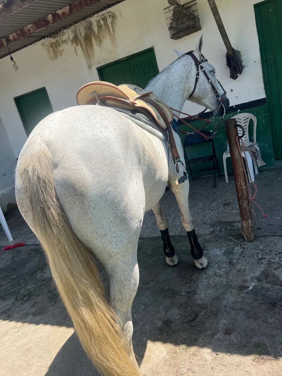 Animais para agropecuária  - Foto 5