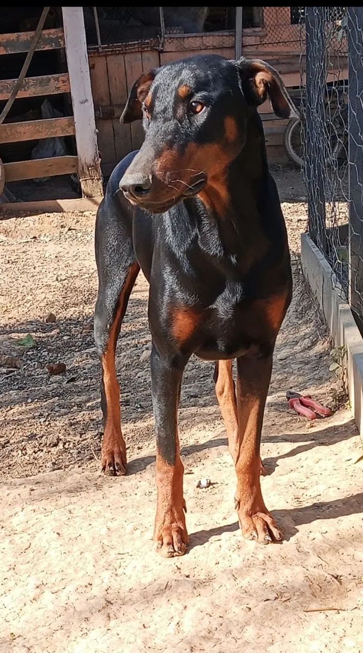 Doberman macho 