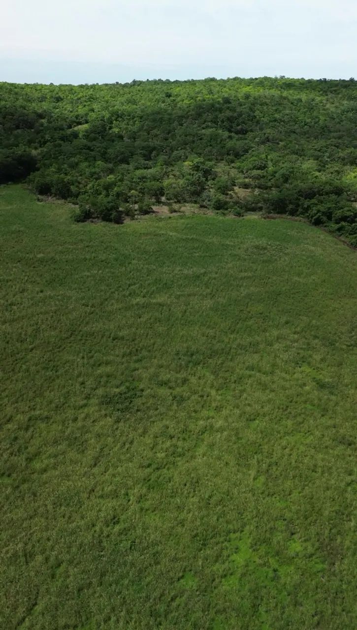 CHÁCARA À VENDA / TERENOS - MS | 41 HECTARES - Foto 3