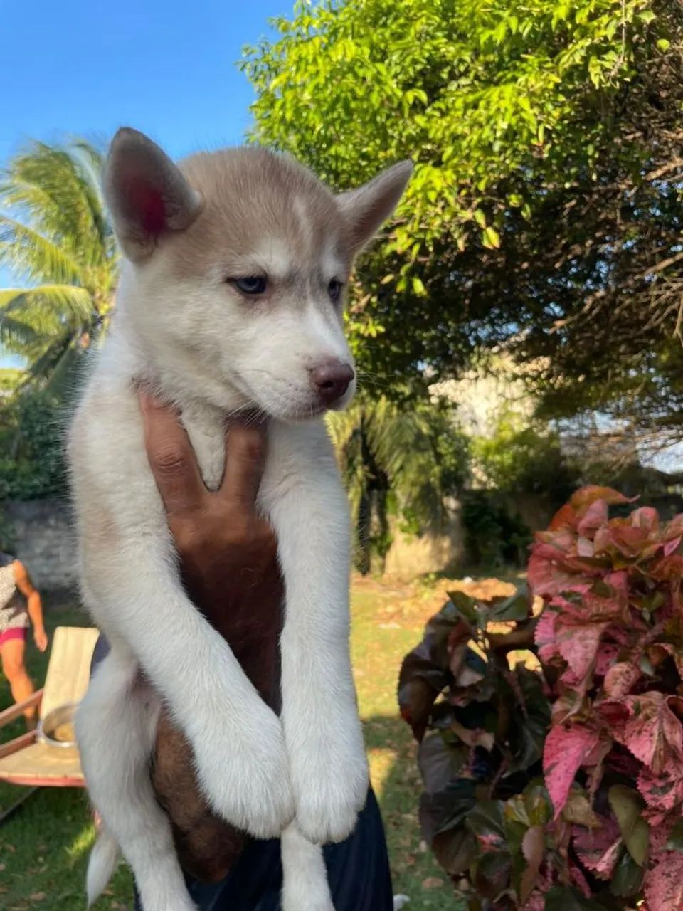 Filhote de Husky - Foto 2