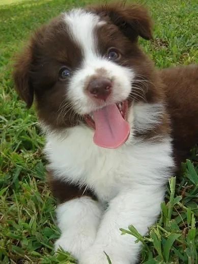 Border Collie - Filhotes Cheios De Charme 