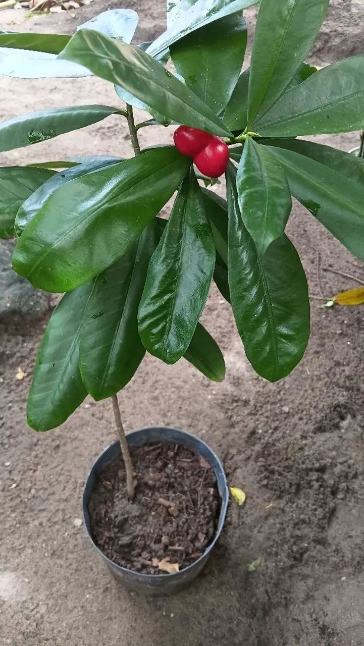 Adubos e fertilizantes  - Foto 4