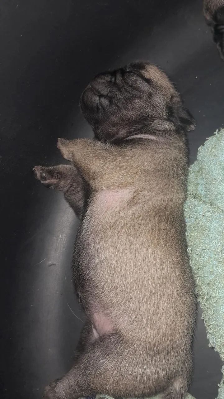 Pug - Foto 4