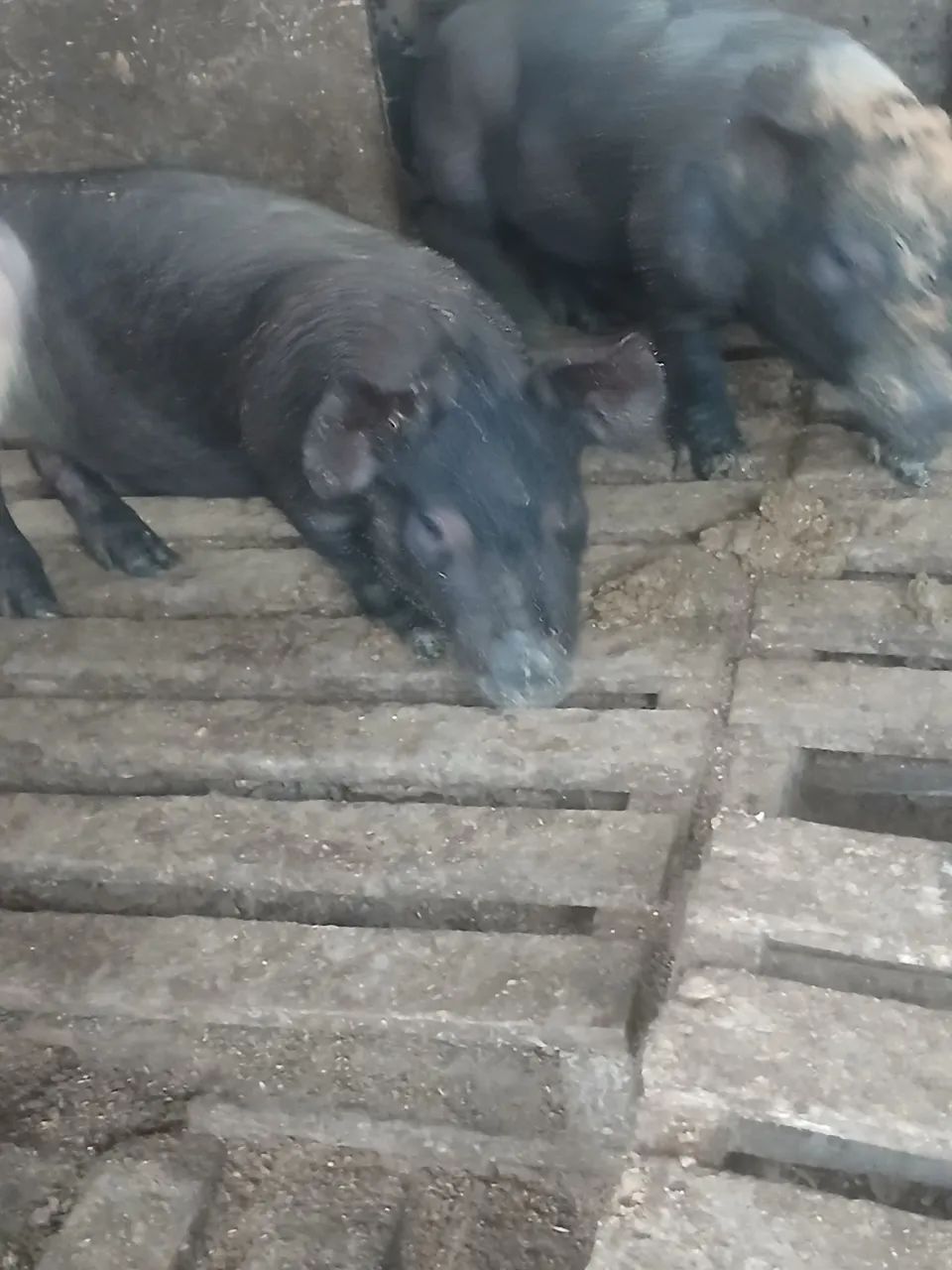 Mine porco  - Foto 2