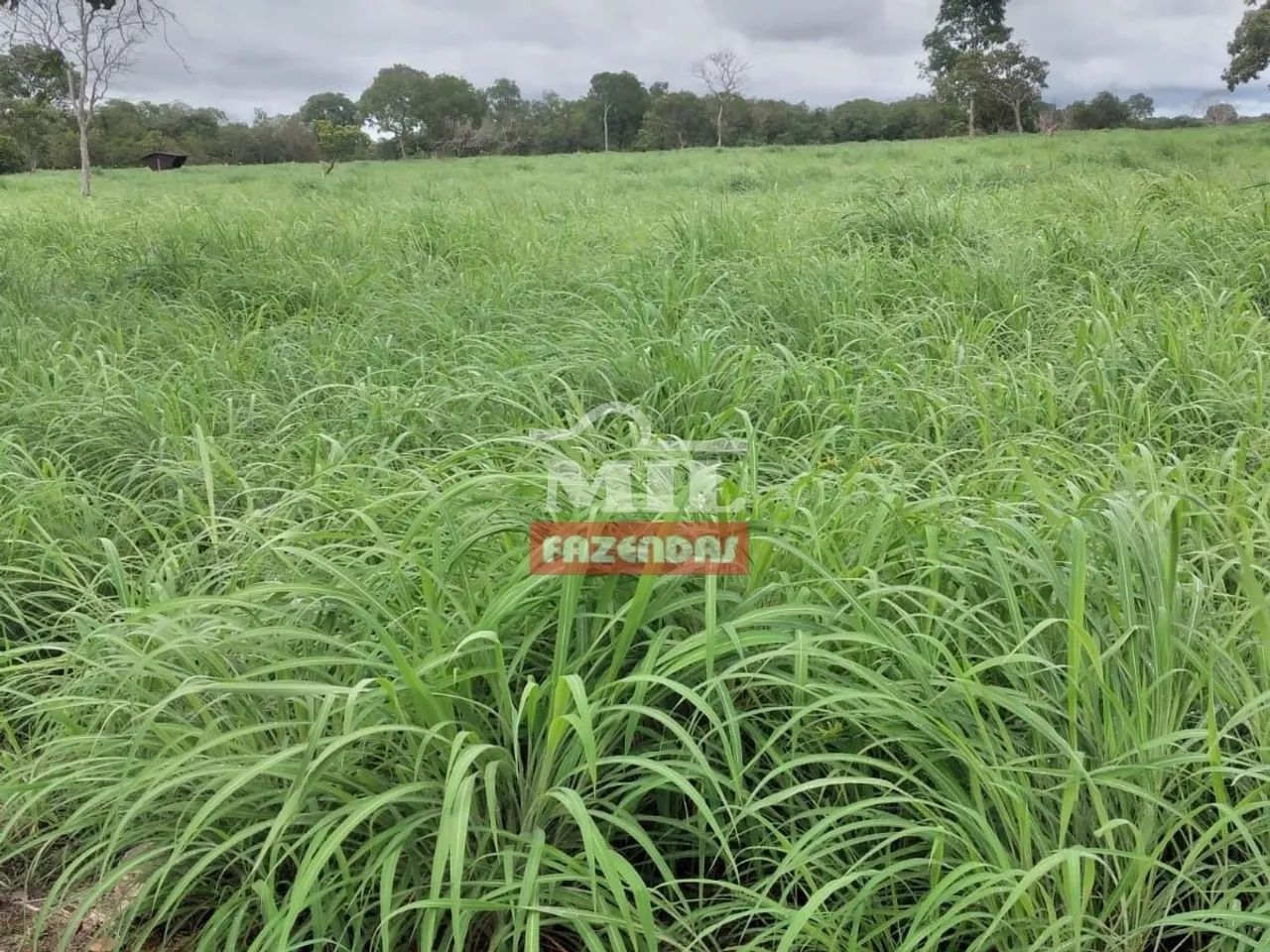 Fazenda em Figueirópolis - TO. Área Total: 177 Alqueires (856 Há) - Foto 5