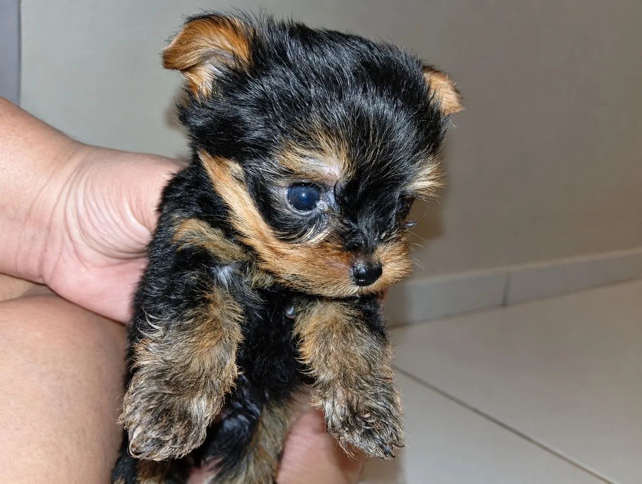 Machinho de Yorkshire terrier Mini - Foto 2
