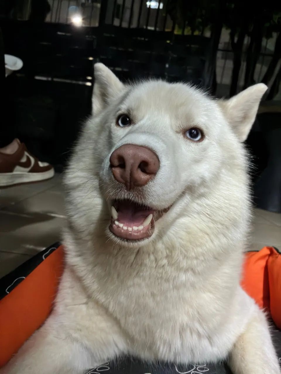 Cachorro porte grande 