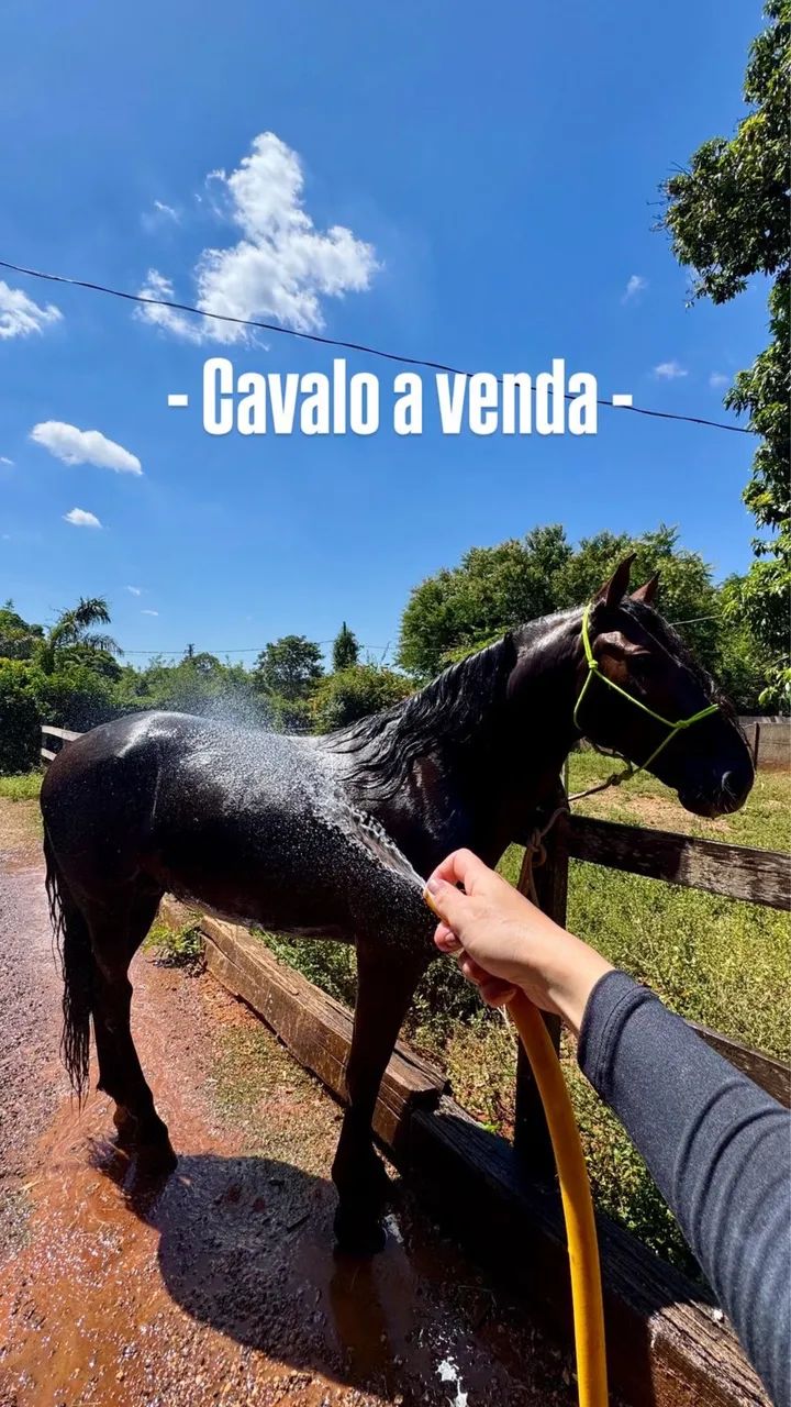 Vendo cavalo mangalarga dos mais lindos !!! - Foto 4