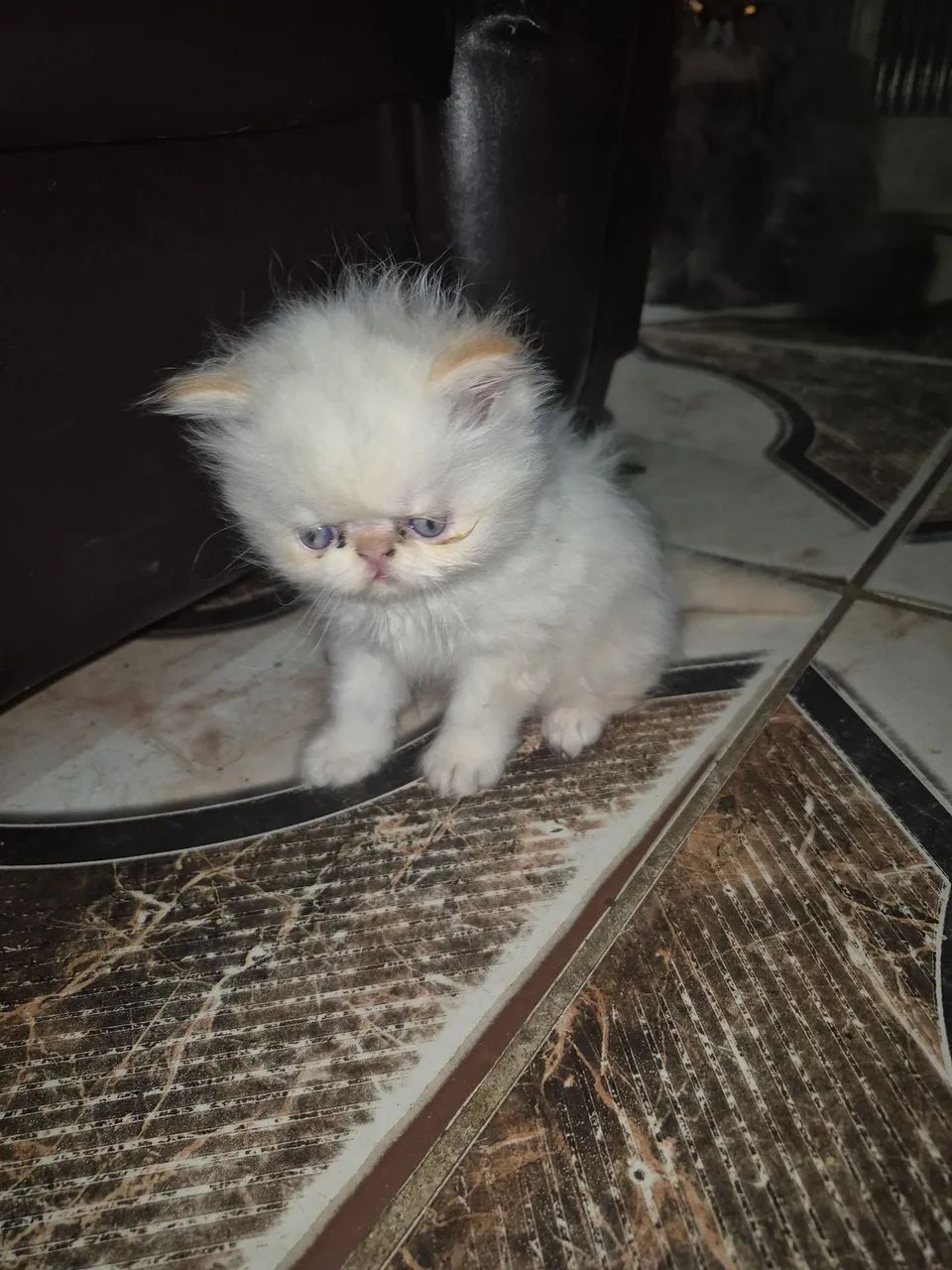 Gato persa - Foto 5