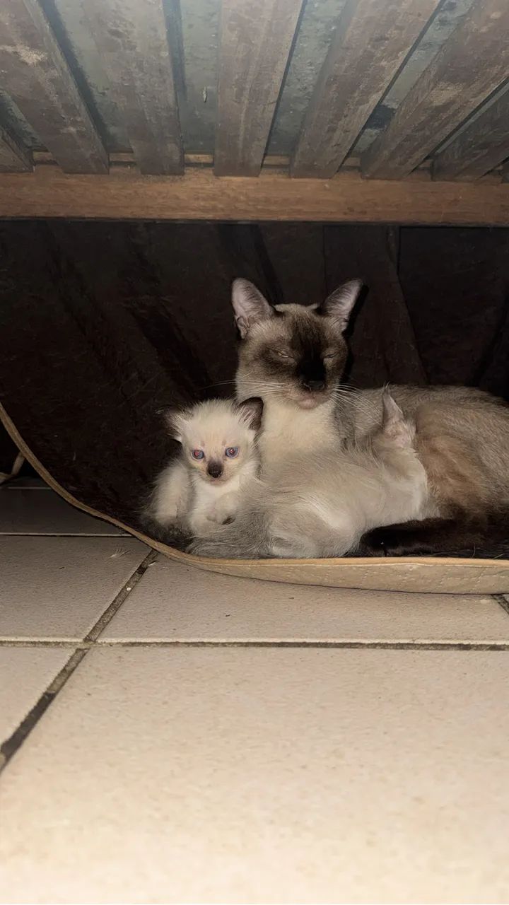 Gatinhos para adoção responsável 