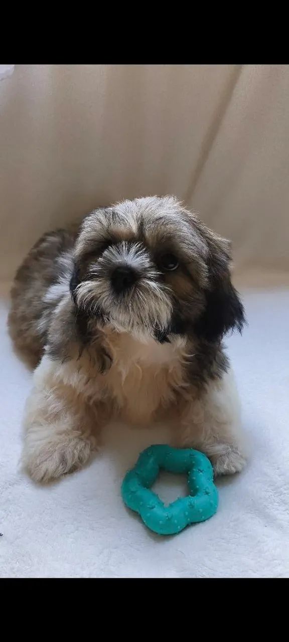 Machinho de shih-tzu  - Foto 3