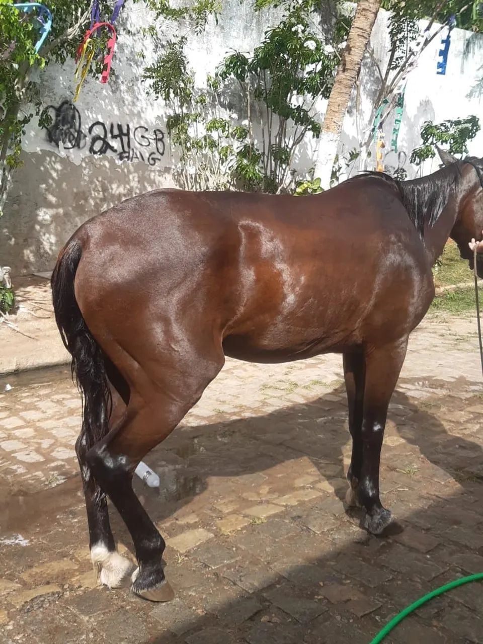 Cavalo ?  bom prá  passear correr  - Foto 5