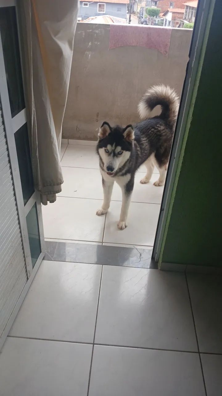 Husky Siberiano, macho 1 ano - Foto 2