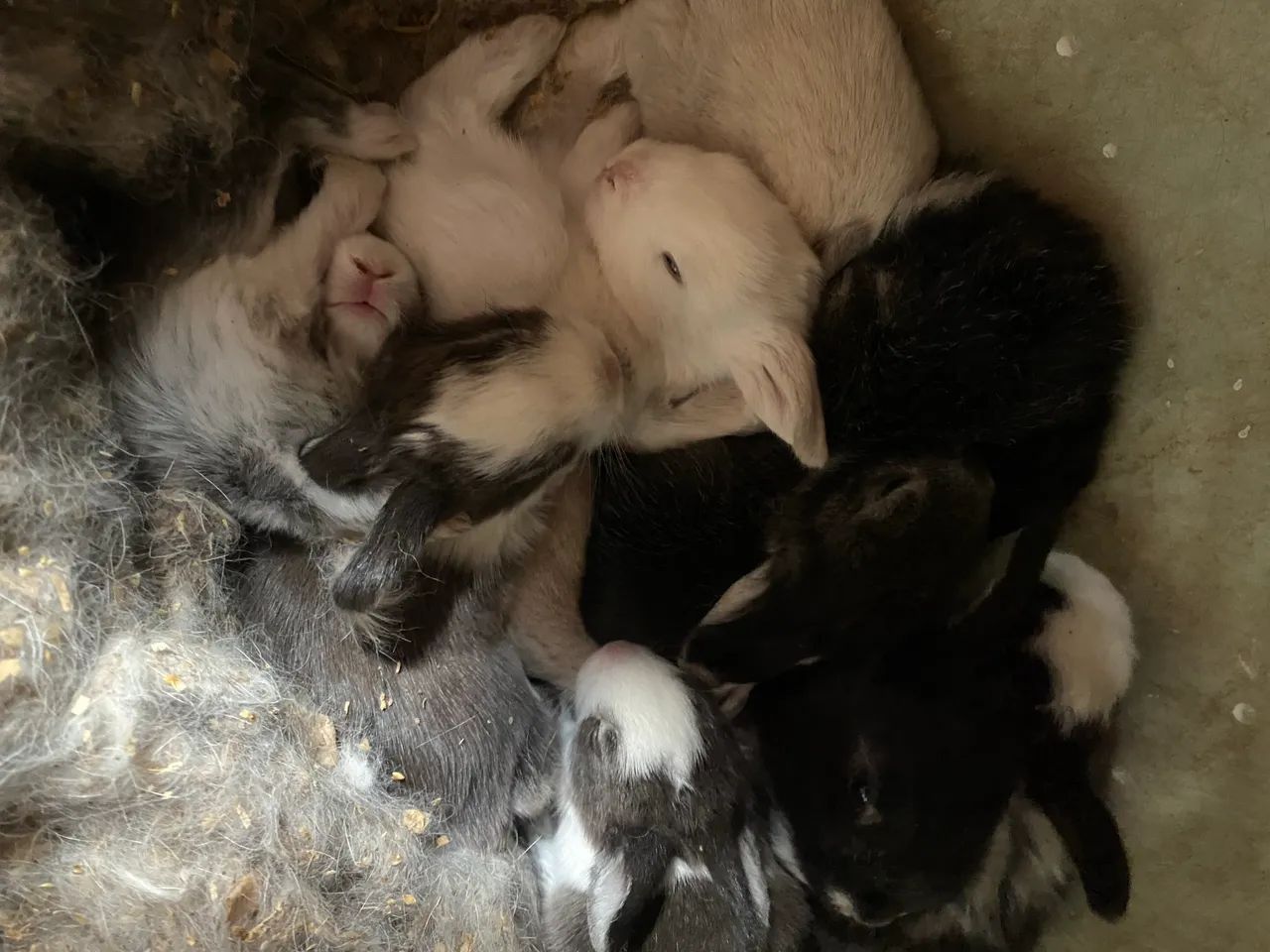 Coelhos filhotes  - Foto 2